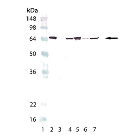 Heat Shock Protein 70 / HSPA1A Antibody - Western blot of HSP70/HSP72monoclonal antibody (C92F3A-5): Lane 1: MW marker, Lane 2: HSP70/HSP72 (human), (recombinant), Lane 3: HSC70/HSP73 (bovine), (recombinant) (Negative Control), Lane 4: PC-12 (heat shocked), Lane 5: HeLa (heat shocked), Lane 6: 3T3 (heat shocked), Lane 7: CHO-K1 (heat shocked).