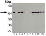 Heat Shock Protein 70 / HSPA1A Antibody - Western blot of HSP70 monoclonal antibody: Lane 1: HSP70 Recombinant Human Protein, Lane 2: HSP70B' Recombinant Human Protein, Lane3: HSP70-A1 Recombinant Mouse Protein, Lane 4: HSP70 Recombinant Chinook Salmon Protein, Lane 5: HSC70 Recombinant Bovine Protein, Lane 6: HSC70 (ATPase Fragment) Recombinant Bovine Protein, Lane 7: HeLa Cell Lysate, Lane 8: HeLa Cell Lysate, Heat Shocked, Lane 9: 3T3 Cell Lysate, Lane 10: 3T3 Cell Lysate, Heat Shocked, Lane 11: PC-12 Cell Lysate, Lane 12: PC-12 Cell Lysate, Heat Shocked