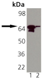 Heat Shock Protein 70 / HSPA1A Antibody - Western blot of HSP70 monoclonal antibody: Lane 1: Recombinant Human HSP70, Lane 2: HSP70BRecombinant Human HSP70B.