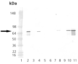 Heat Shock Protein 70 / HSPA1A Antibody - Western blot of HSP70 monoclonal antibody (N6F3-6.140): Lane 1: MW marker, Lane 2: HSP70 Recombinant Human Protein, Lane 3: HSP70-A1 Recombinant Mouse Protein, Lane 4: DnaK Recombinant E. coli Protein, Lane 5: HSC70 Recombinant Bovine Protein, Lane 6: HSC70 (ATPase Fragment) Recombinant Bovine Protein, Lane 7: HSP70 (HSP72) Recombinant Rat Protein, Lane 8: HSP70B' Recombinant Human Protein, Lane 9: HSP70 Recombinant Chinook Salmon Protein, Lane 10: HeLa, Lane 11: HeLa, Heat Shocked.