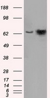 Heat Shock Protein 70 / HSPA1A Antibody - HEK293T cells were transfected with the pCMV6-ENTRY control (Left lane) or pCMV6-ENTRY HSPA1A (Right lane) cDNA for 48 hrs and lysed. Equivalent amounts of cell lysates (5 ug per lane) were separated by SDS-PAGE and immunoblotted with anti-HSPA1A.
