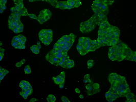 Heat Shock Protein 70 / HSPA1A Antibody - Immunofluorescent staining of HepG2 cells using anti-HSPA1A mouse monoclonal antibody.