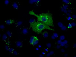 Heat Shock Protein 70 / HSPA1A Antibody - Anti-HSPA1A mouse monoclonal antibody  immunofluorescent staining of COS7 cells transiently transfected by pCMV6-ENTRY HSPA1A.