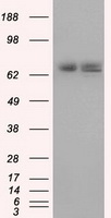 Heat Shock Protein 70 / HSPA1A Antibody - HEK293T cells were transfected with the pCMV6-ENTRY control (Left lane) or pCMV6-ENTRY HSPA1A (Right lane) cDNA for 48 hrs and lysed. Equivalent amounts of cell lysates (5 ug per lane) were separated by SDS-PAGE and immunoblotted with anti-HSPA1A.