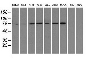 Heat Shock Protein 70 / HSPA1A Antibody - Western blot analysis of extracts (35ug) from 9 different cell lines by using anti-HSPA1A monoclonal antibody.