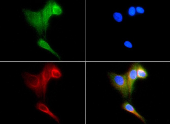 Heat Shock Protein 70 / HSPA1A Antibody - Immunocytochemistry/Immunofluorescence: Hsp70 Antibody - HSP70 antibody was tested at 1:25 in HeLa cells with FITC (green). Nuclei were counterstained with Dapi (blue).  This image was taken for the unconjugated form of this product. Other forms have not been tested.
