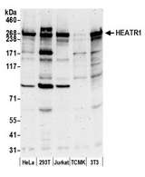 HEATR1 Antibody - Detection of human and mouse HEATR1 by western blot. Samples: Whole cell lysate (50 µg) from HeLa, HEK293T, Jurkat, mouse TCMK-1, and mouse NIH 3T3 cells prepared using NETN lysis buffer. Antibody: Affinity purified rabbit anti-HEATR1 antibody used for WB at 0.1 µg/ml. Detection: Chemiluminescence with an exposure time of 3 minutes.
