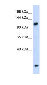 HEATR4 Antibody - HEATR4 antibody Western blot of 293T cell lysate. This image was taken for the unconjugated form of this product. Other forms have not been tested.