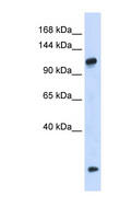 HEATR4 Antibody - HEATR4 antibody Western blot of 293T cell lysate. This image was taken for the unconjugated form of this product. Other forms have not been tested.