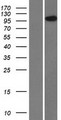 HEATR4 Protein - Western validation with an anti-DDK antibody * L: Control HEK293 lysate R: Over-expression lysate