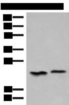 HEBP1 Antibody - Western blot analysis of 293T cell lysates  using HEBP1 Polyclonal Antibody at dilution of 1:450