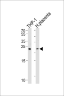 HEBP2 Antibody - Western blot of lysates from THP-1 cell line and human placenta tissue lysates (from left to right), using HEBP2 Antibody. Antibody was diluted at 1:1000 at each lane. A goat anti-rabbit IgG H&L (HRP) at 1:5000 dilution was used as the secondary antibody. Lysates at 35ug per lane.