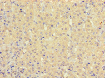 HEBP2 Antibody - Immunohistochemistry of paraffin-embedded human adrenal gland tissue using HEBP2 Antibody at dilution of 1:100
