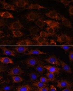 HEBP2 Antibody - Immunofluorescence analysis of C6 cells using HEBP2 Polyclonal Antibody at dilution of 1:100.Blue: DAPI for nuclear staining.
