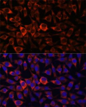 HEBP2 Antibody - Immunofluorescence analysis of L929 cells using HEBP2 Polyclonal Antibody at dilution of 1:100.Blue: DAPI for nuclear staining.