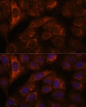 HEBP2 Antibody - Immunofluorescence analysis of U-2OS cells using HEBP2 Polyclonal Antibody at dilution of 1:100.Blue: DAPI for nuclear staining.