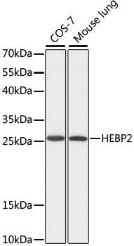 HEBP2 Antibody - Western blot analysis of extracts of various cell lines using HEBP2 Polyclonal Antibody at dilution of 1:1000.