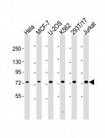 HEC1 / NDC80 Antibody - All lanes: Anti-NDC80 Antibody (C-Term) at 1:2000 dilution. Lane 1: HeLa whole cell lysate. Lane 2: MCF-7 whole cell lysate. Lane 3: U-2OS whole cell lysate. Lane 4: K562 whole cell lysate. Lane 5: 293T/17 whole cell lysate. Lane 6: Jurkat whole cell lysate Lysates/proteins at 20 ug per lane. Secondary Goat Anti-Rabbit IgG, (H+L), Peroxidase conjugated at 1:10000 dilution. Predicted band size: 74 kDa. Blocking/Dilution buffer: 5% NFDM/TBST.