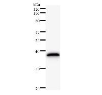 HEC1 / NDC80 Antibody - Western blot analysis of immunized recombinant protein, using anti-KNTC2 monoclonal antibody.