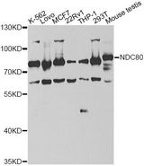 HEC1 / NDC80 Antibody - Western blot analysis of extracts of various cell lines, using NDC80 antibody at 1:1000 dilution. The secondary antibody used was an HRP Goat Anti-Rabbit IgG (H+L) at 1:10000 dilution. Lysates were loaded 25ug per lane and 3% nonfat dry milk in TBST was used for blocking. An ECL Kit was used for detection and the exposure time was 60s.