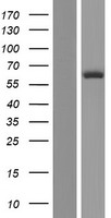 HECA Protein - Western validation with an anti-DDK antibody * L: Control HEK293 lysate R: Over-expression lysate