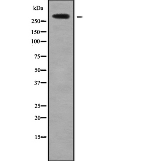 HECTD1 Antibody - Western blot analysis of HECTD1 using COS7 whole cells lysates