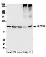 HECTD3 Antibody - Detection of human and mouse HECTD3 by western blot. Samples: Whole cell lysate (50 µg) from HeLa, HEK293T, Jurkat, mouse TCMK-1, and mouse NIH 3T3 cells prepared using NETN lysis buffer. Antibody: Affinity purified rabbit anti-HECTD3 antibody used for WB at 1 µg/ml. Detection: Chemiluminescence with an exposure time of 30 seconds.
