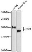 HEDLS / EDC4 Antibody - Western blot analysis of extracts of various cell lines, using EDC4 antibody at 1:1000 dilution. The secondary antibody used was an HRP Goat Anti-Rabbit IgG (H+L) at 1:10000 dilution. Lysates were loaded 25ug per lane and 3% nonfat dry milk in TBST was used for blocking. An ECL Kit was used for detection and the exposure time was 30s.