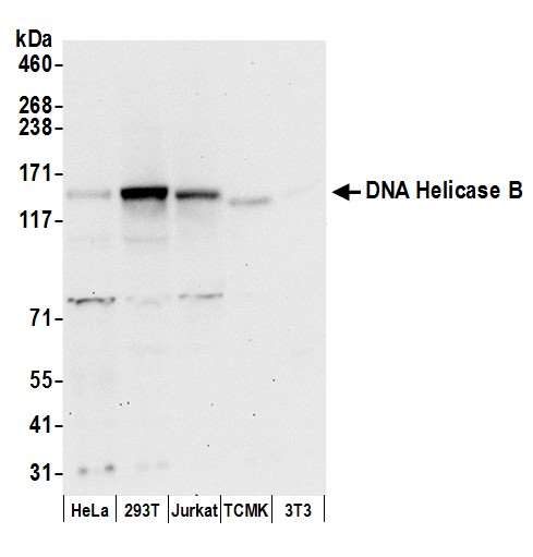 HELB Antibody - Detection of human and mouse DNA Helicase B by western blot. Samples: Whole cell lysate (50 µg) from HeLa, HEK293T, Jurkat, mouse TCMK-1, and mouse NIH 3T3 cells prepared using NETN lysis buffer. Antibodies: Affinity purified rabbit anti-DNA Helicase B antibody used for WB at 0.1 µg/ml. Detection: Chemiluminescence with an exposure time of 30 seconds.