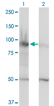 HELLS Antibody - Western Blot analysis of HELLS expression in transfected 293T cell line by HELLS monoclonal antibody (M01), clone 1D10.Lane 1: HELLS transfected lysate (Predicted MW: 97.074 KDa).Lane 2: Non-transfected lysate.