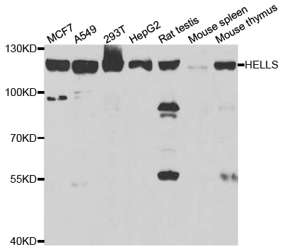 HELLS Antibody - Western blot analysis of extracts of various cell lines.