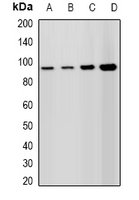 HELLS Antibody - Western blot analysis of Lsh expression in A549 (A); HepG2 (B); mouse spleen (C); rat testis (D) whole cell lysates.