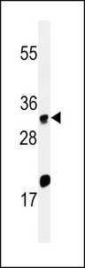 HELO1 / ELOVL5 Antibody - Western blot of ELOVL5 Antibody in HeLa cell line lysates (35 ug/lane). ELOVL5 (arrow) was detected using the purified antibody.