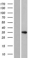 HELT Protein - Western validation with an anti-DDK antibody * L: Control HEK293 lysate R: Over-expression lysate