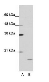 HEM45 / ISG20 Antibody - A: Marker, B: Daudi Cell Lysate.  This image was taken for the unconjugated form of this product. Other forms have not been tested.
