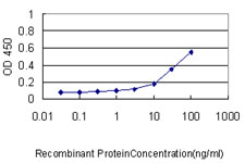 HEM45 / ISG20 Antibody - Detection limit for recombinant GST tagged ISG20 is approximately 0.1 ng/ml as a capture antibody.