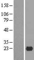 HEM45 / ISG20 Protein - Western validation with an anti-DDK antibody * L: Control HEK293 lysate R: Over-expression lysate