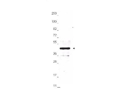 Hemagglutinin / HA Tag Antibody - Anti-HA Epitope Tag Antibody - Western Blot. Anti-HA epitope tag polyclonal antibody detects HA tagged recombinant proteins by western blot. Polyclonal rabbit-anti-HA epitope tag at a 1:10000 dilution was used to detect 1.0 ug of recombinant transcription factor protein containing the HA epitope tag. A 4-20% gradient gel was used to separate the protein by SDS-PAGE. The protein was transferred to nitrocellulose using standard methods. After blocking the membrane was probed with anti-HA tag antibody for 1 h at room temperature followed by washes and reaction with a 1:4000 dilution of IRDye800 conjugated Gt-a-Rabbit IgG [H&L] (code for 30 min at room temperature. LICORs Odyssey Infrared Imaging System was used to scan and process the image. Other detection systems will yield similar results. This image was taken for the unconjugated form of this product. Other forms have not been tested.