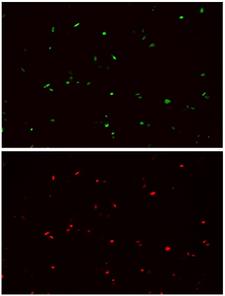 Hemagglutinin / HA Tag Antibody - Immunofluorescence staining of HA tag Antibody, mAb, Rabbit with HA-tagged red fluorescent protein expression in CHO cells. The cells were fixed with 4% Poly-Formaldehyde for 5min, permeabilized with 0.1% TritonX-100 for 5 minutes, and blocked in 3% BSA for 30min at room temperature. The cells were then stained with 1/1000 Rabbit Anti-HA-tag mAb at room temperature for 2h, followed by a further incubation at 37 °C for 1h with Mouse Anti-Rabbit IgG Antibody [iFluor488], mAb at 5 µg/ml.