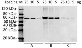 Hemagglutinin / HA Tag Antibody - Western blot analysis of HA tag Antibody, mAb, Rabbit with HA-tag fusion proteins. Loading: A: C-terminal HA-tagged fusion protein (25 ng,10 ng,5 ng). B: N-terminal HA-tagged fusion protein (25 ng,10 ng,5 ng). C: M-terminal HA-tagged fusion protein (25 ng,10 ng,5 ng). Primary Antibody: HA tag Antibody, mAb, Rabbit 0.2 µg/ml. Secondary Antibody: Goat anti-rabbit IgG (H&L) [IRDye800] 0.125 µg/ml.