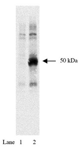 Hemagglutinin / HA Tag Antibody - Western blot of anti-HA tag antibody on HEK293 cells (1) and HEK293 cells expressing HA-tagged Rem protein at 1:1000 dilution.