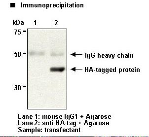 Hemagglutinin / HA Tag Antibody