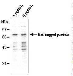 Hemagglutinin / HA Tag Antibody