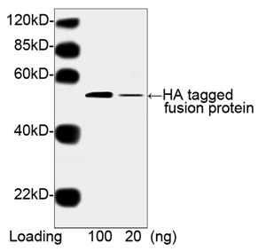 Hemagglutinin / HA Tag Antibody - Western blot of Multiple Tag using HA Tag Antibody [HRP], mAb, Mouse (0. 5 ug/ml). . Predicted Size: 52 kD. Observed Size: 52 kD. This image was taken for the unconjugated form of this product. Other forms have not been tested.