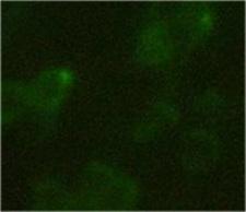 Hemagglutinin / HA Tag Antibody - 293 cells transfected with C-terminal HA tag protein. Primary antibody: 1 ug/ml Anti-HA-tag Monoclonal Antibody (Mouse). Secondary antibody: 2 ug/ml Fluorescein Conjugated Affinity Purified Anti-mouse IgG (Rockland, 610-102-121).
