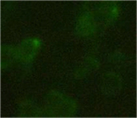 Hemagglutinin / HA Tag Antibody - 293 cells transfected with C-terminal HA tag protein. Primary antibody: 1 ug/ml Anti-HA-tag Monoclonal Antibody (Mouse). Secondary antibody: 2 ug/ml Fluorescein Conjugated Affinity Purified Anti-mouse IgG (Rockland, 610-102-121).