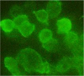 Hemagglutinin / HA Tag Antibody - 293 cells transfected with N-terminal HA tag protein. Primary antibody: 1 ug/ml THETM Anti-HA-tag Monoclonal Antibody (Mouse). Secondary antibody: 2 ug/ml Fluorescein Conjugated Affinity Purified Anti-Mouse IgG (Rockland, 610-102-121).