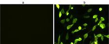 Hemagglutinin / HA Tag Antibody - Immunocytochemistry/Immunofluorescence analysis of non-transfected CHO cells (a) or HA-tagged protein transfected CHO cells (b) using THE TM HA Tag Antibody [iFluor 488], mAb, Mouse.