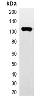 Hemagglutinin / HA Tag Antibody - Western blot analysis of over-expressed HA-tagged protein in 293T cell lysate. This image was taken for the unconjugated form of this product. Other forms have not been tested.