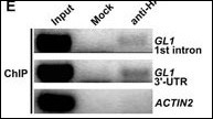 Hemagglutinin / HA Tag Antibody - ChIP was performed with 35S:HATCL1 plants using anti-HA antibodies. Rabbit preimmune serum was used as a mock control. Primer sets specific for the first intron or the 3-UTR region of GL1 were used in PCR reactions. ACTIN2 provided a control (Provided by Shucai Wang, Su-Hwan Kwak:Development 134, 3873-3882 (2007))